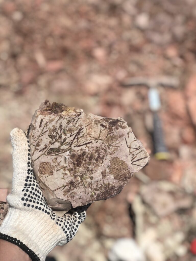 Material coletado no sítio paleontológico redescoberto em Dom Pedrito-RS - Crédito-Ferraz et al (2)