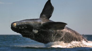 salto-baleia-franca-patagonia