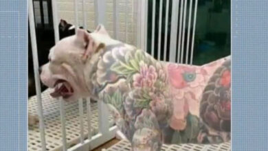 tatuagens em cães