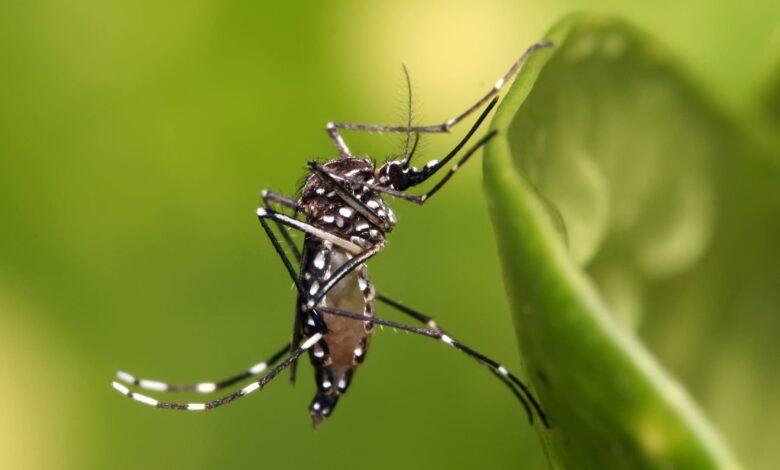 Aedes aegypti