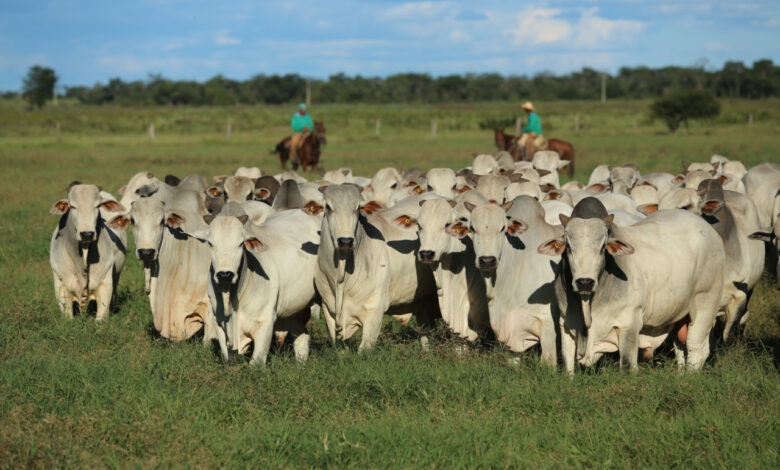 Fazenda Nova Terra