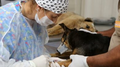 castração cães e gatos foto cesar brustolin