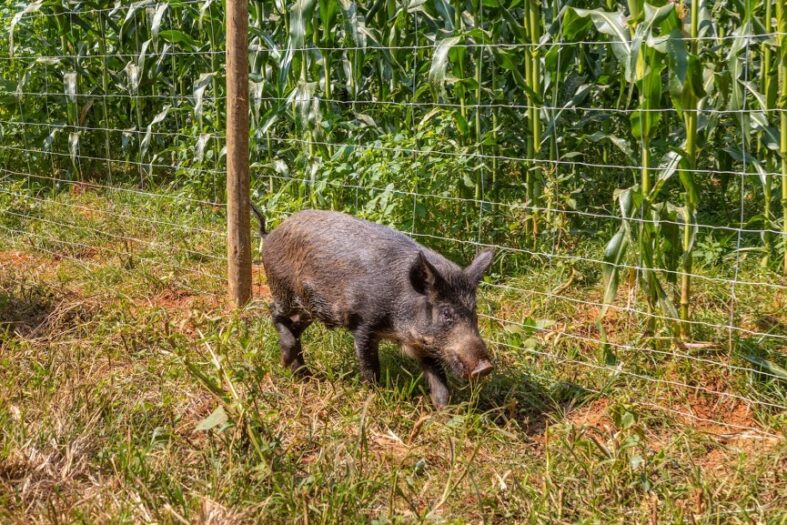 BELGO-Javaporco-Credito-Divulgacao-Belgo-Bekaert