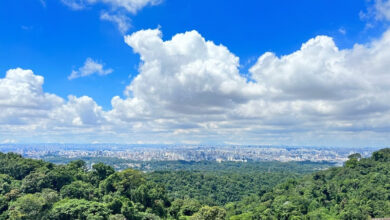 Floresta Cantareira