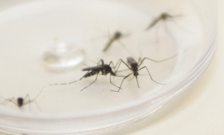 Mosquito Aedes aegypti. Curitiba, 04/12/2015. Foto: Pedro Ribas/ANPr