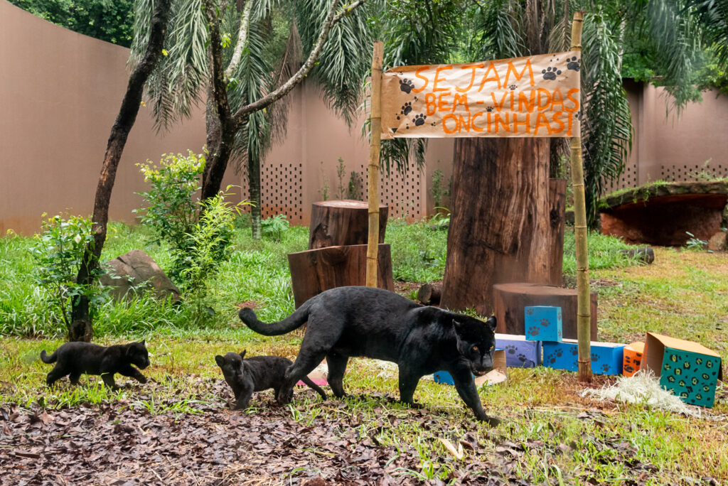 filhotes-oncas-itaipu