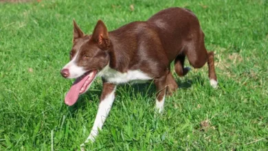 Border Collie