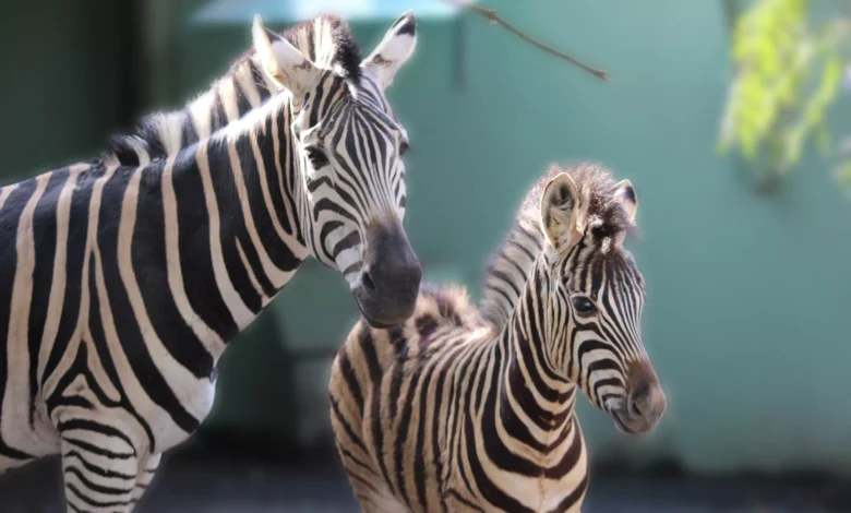 (Nascimento Zebra_Bioparque Zoo Pomerode) (2)