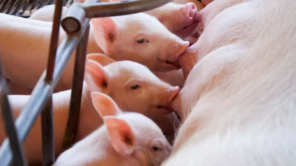 suinocultura