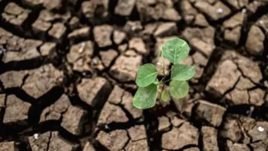 solo-semente-agricultura