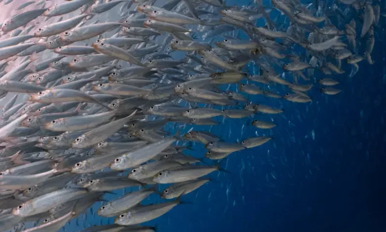 pesca-auditoria-brasil