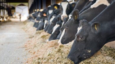 Phibro-apresenta-solucoes-para-garantir-a-saude-bem-estar-e-a-alta-produtividade-de-vacas-na-Agroleite-Foto-Divulgacao