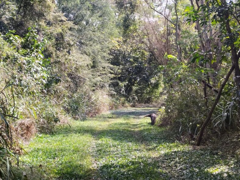Anderson_Gibathe_-_Itaipu_Binacional