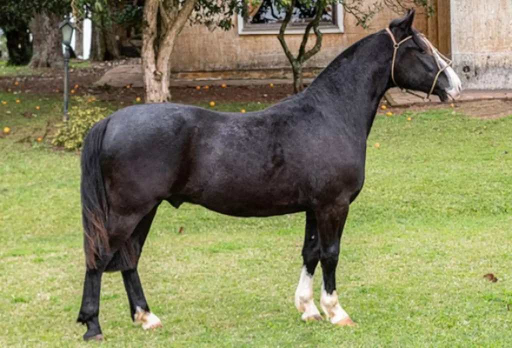 Rio Telha Matrillero - Crédito Divulgação