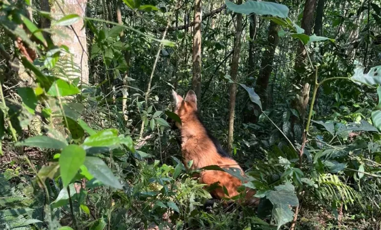 lobo guara