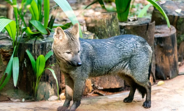 cachorro-do-mato_itaipu