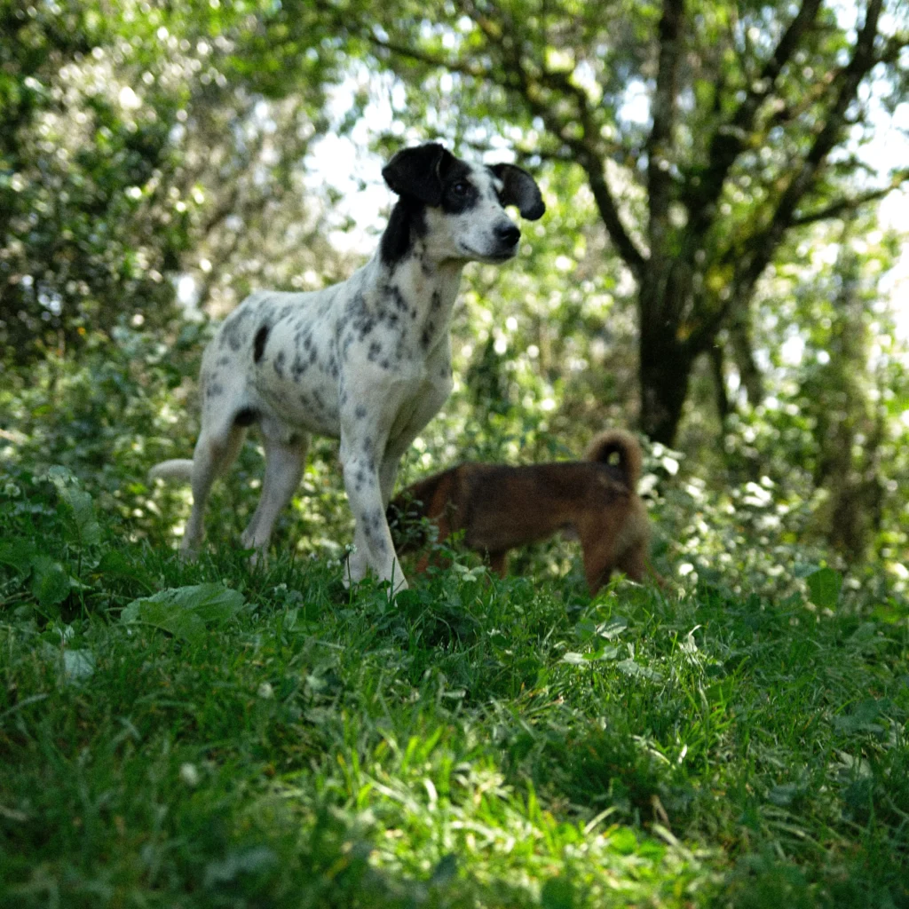 RecantoFrancisscão Divulgação_Feelz Filmes