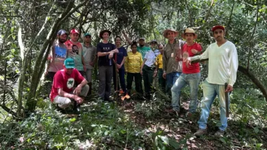 palmeira juçara em Quedas do Iguaçu