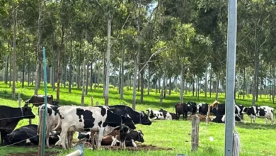 Tecnologia está sendo avaliada a campo com os animais criados a pasto divulgação