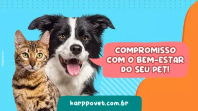 Case: Karppovet e Academia Amazon Sebrae impulsionam transformação digital no mercado pet