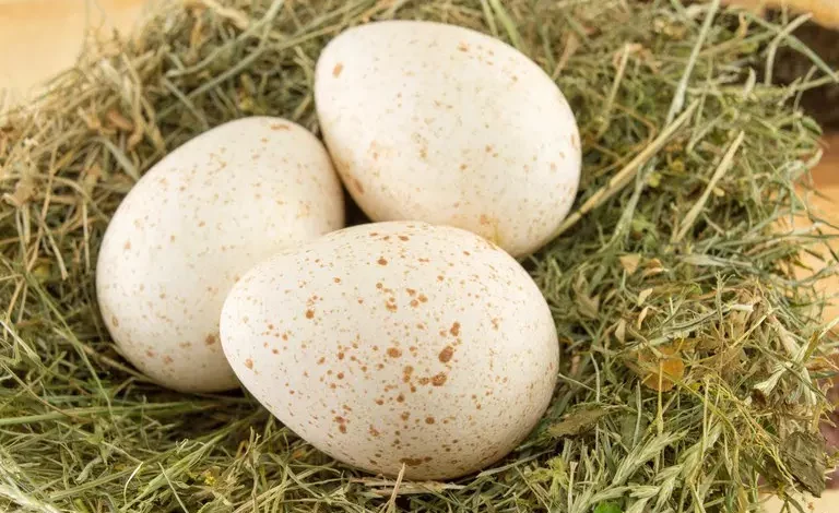 O governo brasileiro recebeu com satisfação o anúncio da abertura do mercado boliviano para a exportação de ovos férteis de peru (meleagris gallopavo) do Brasil. As autoridades sanitárias da Bolívia aceitaram a proposta brasileira de certificado sanitário internacional (CSI), que a partir de agora servirá de amparo às exportações daquele produto. Entre janeiro e novembro de 2023, o Brasil exportou US$ 389 milhões em produtos agropecuários para a Bolívia, superando o montante exportado para o país vizinho durante todo o ano de 2022, com destaque para produtos florestais, bebidas e rações para animais. Em 2023, o Brasil logrou abrir 76 novos mercados – em 38 países – para produtos do agronegócio. Tais resultados são fruto do trabalho conjunto do Ministério da Agricultura e Pecuária (Mapa) e do Ministério das Relações Exteriores (MRE).