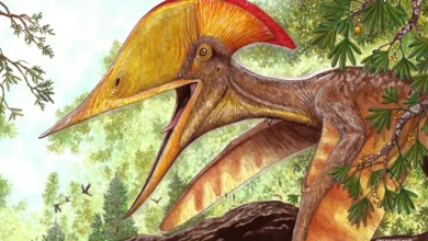 pterossauro