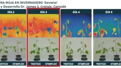 calor-fruta-hortlicas