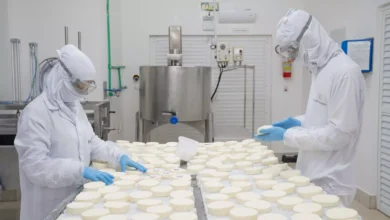 Mais de 41% da produção diária de leite no Paraná é destinada para produção de queijo Créditos: Divulgação