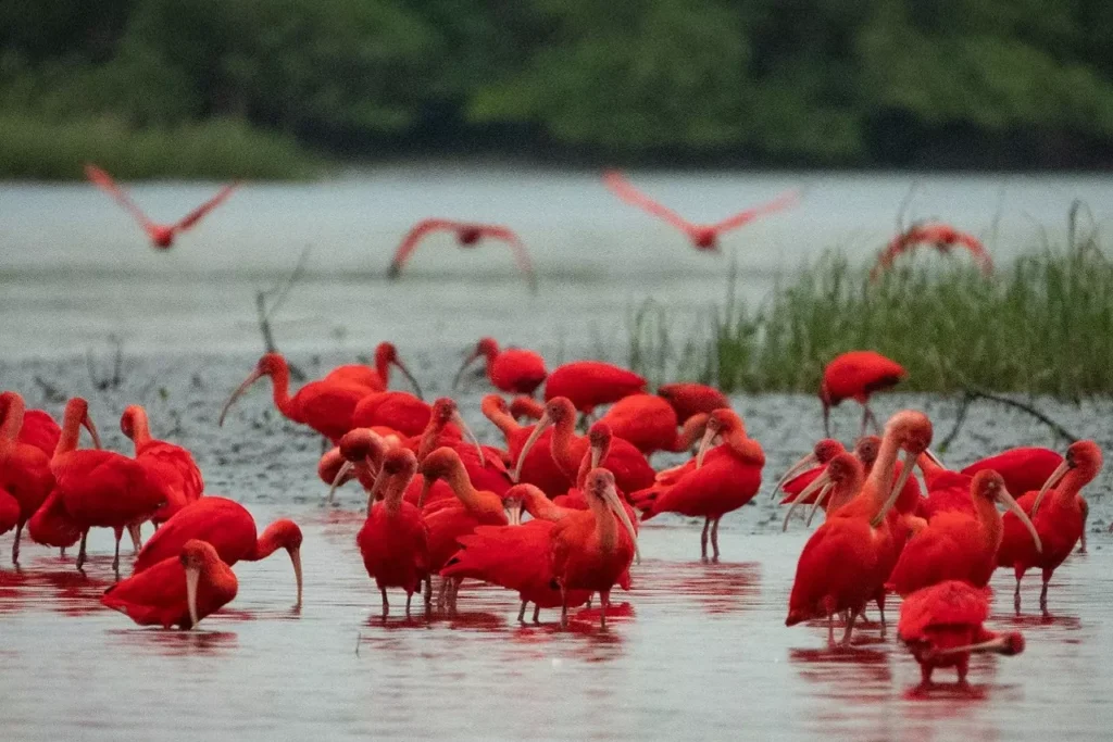 AnyConv.com__unnamed - 2024-0Aves começaram a retornar a região em 2008. Foto: Instituto Guaju 1-29T121600.234