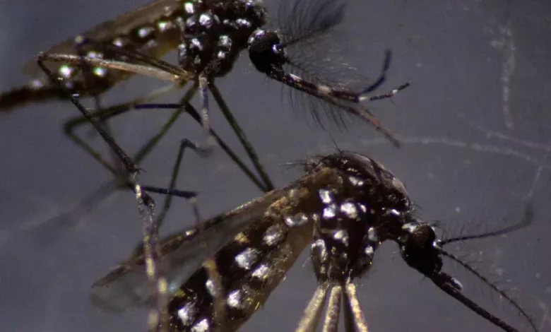 mosquito Aedes aegypti