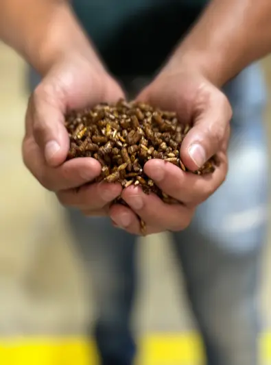 All-Horses-Racao-pode-desencadear-pre-diabetes-dos-equinos-foto-divulgacao