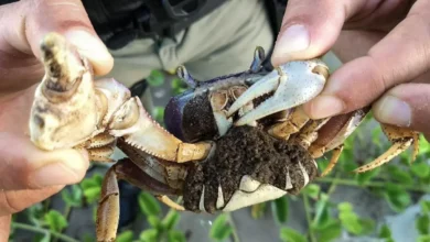 Período do defeso é de oito meses foto IBAMA