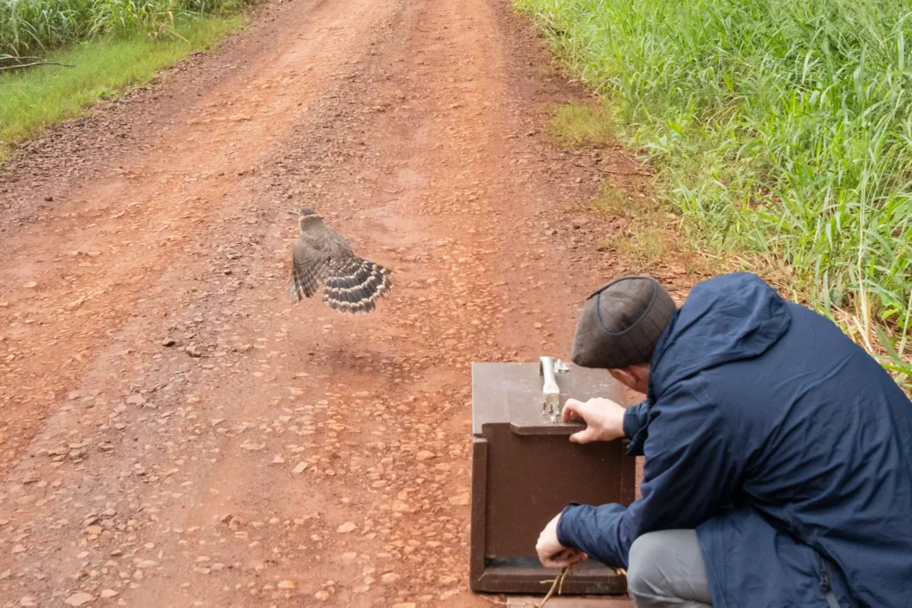 O falcão-relógio é uma ave de rapina de porte médio, da família Falconidae, da Ordem dos Falconiformes, também conhecido como gavião-da-mata ou taguató (Argentina). Fotos: Sara Cheida / Itaipu Binacional