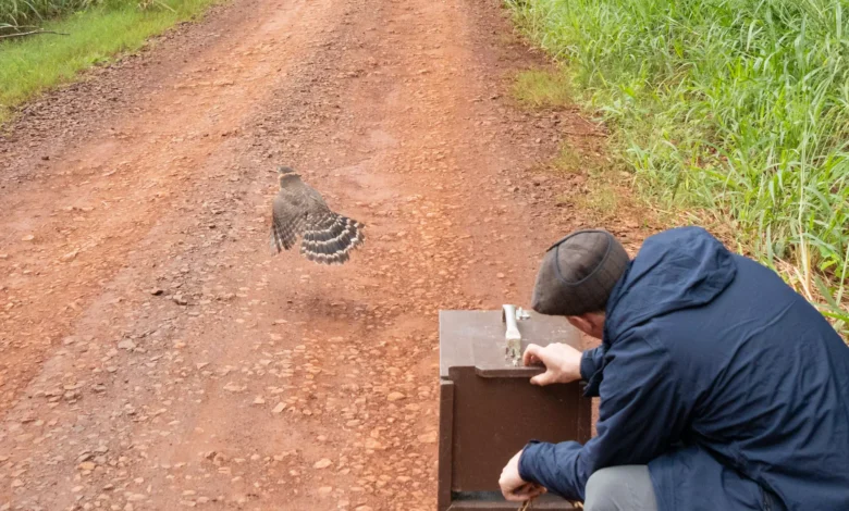 O falcão-relógio é uma ave de rapina de porte médio, da família Falconidae, da Ordem dos Falconiformes, também conhecido como gavião-da-mata ou taguató (Argentina). Fotos: Sara Cheida / Itaipu Binacional