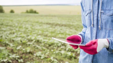 agricultura-campo-plantacao