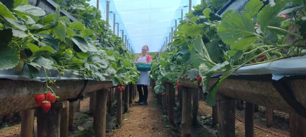 A produtora Lucélia Aparecida da Costa, de Jaboti, diz que a IG do morango tornou Jaboti mais conhecida e atraiu novos compradores. Foto: Arquivo Pessoal.