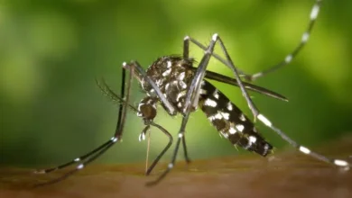 Pexels O Aedes aegypti é responsável pela transmissão de diferentes tipos de arboviroses