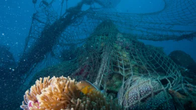 WWF - Ghost fishing net - Indian Ocean, Zanzibar.jpg