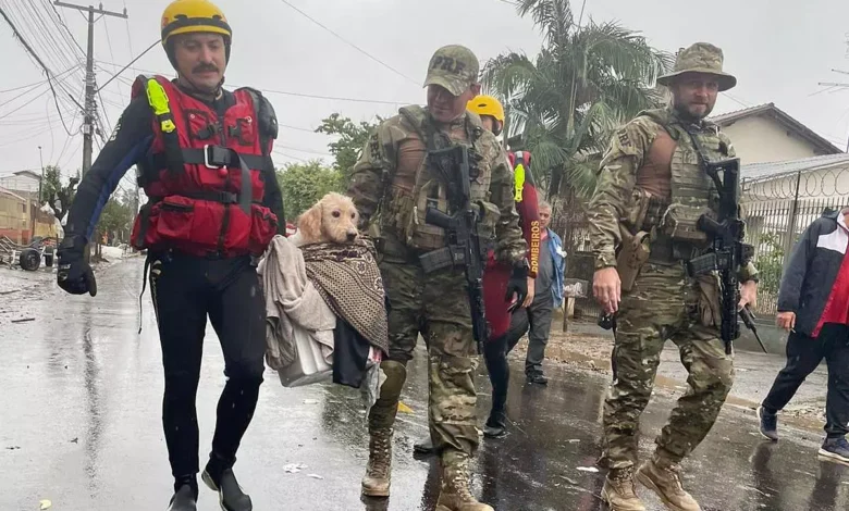 parana_bombeiros salvam cães