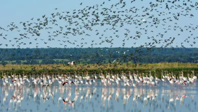 Espaço de Visitação e Observação de Aves - EVOA Turismo de Lisboa