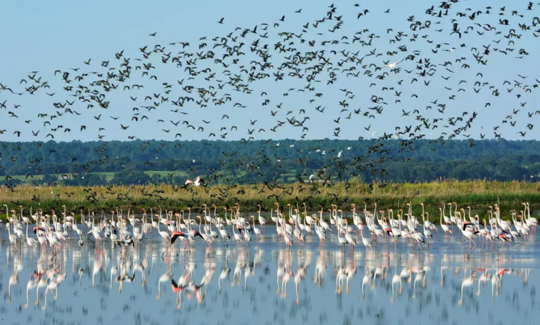 Espaço de Visitação e Observação de Aves - EVOA Turismo de Lisboa