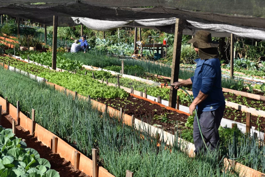 Horta comunitária do programa Cultivar Energia em Maringá