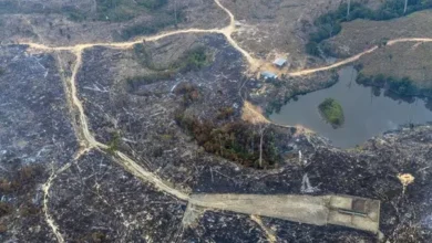 Incêndio florestal e queimadas em áreas financiadas com crédito rural na Amazônia | Foto: Marizilda Cruppe / Greenpeace