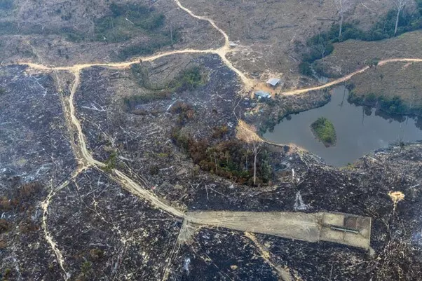 Incêndio florestal e queimadas em áreas financiadas com crédito rural na Amazônia | Foto: Marizilda Cruppe / Greenpeace