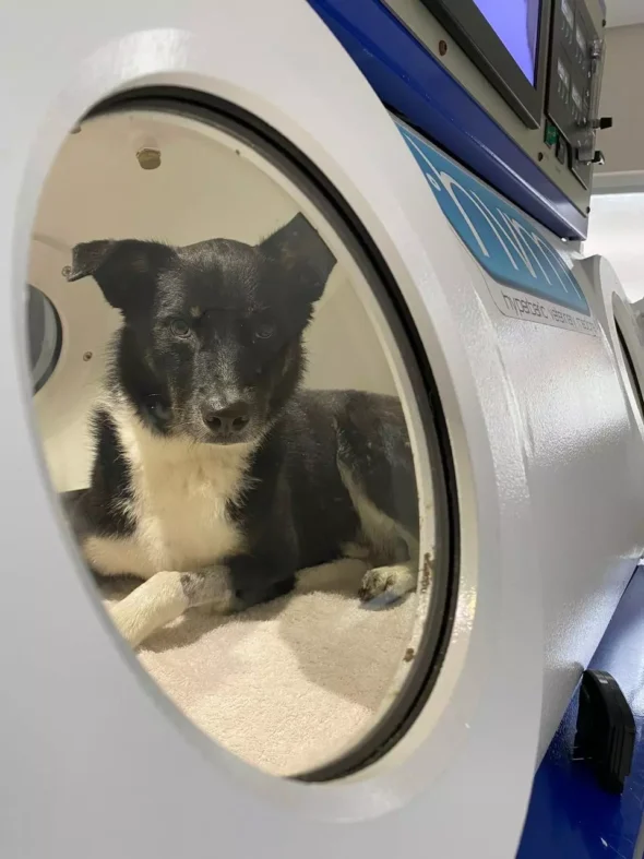  câmara hiperbárica do Hospital Veterinário Santa Monica