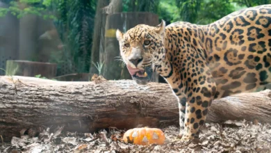 Refúgio Biológico Bela Vista de Itaipu celebram o Halloween