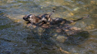 Lontra longicaudis