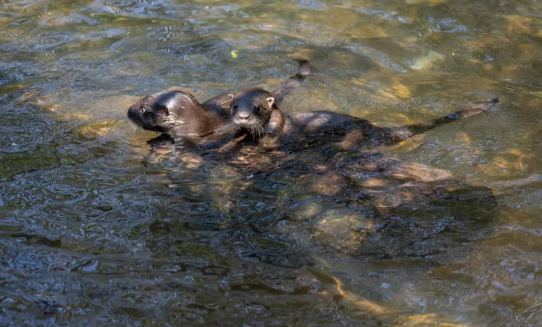 Lontra longicaudis