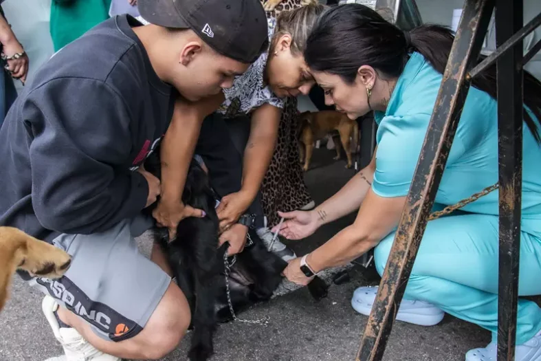 curitiba-castracao-animais