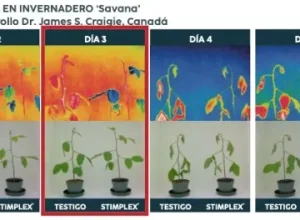 calor-fruta-hortlicas